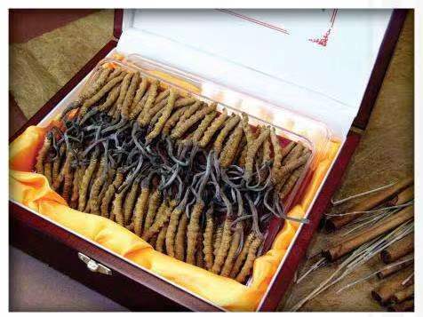 上杭冬虫夏草回收